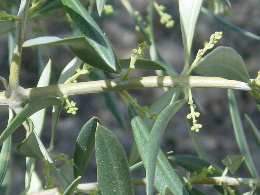 hojas de olivo al sol