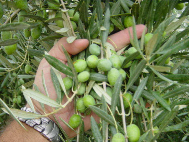 Rama de olivos