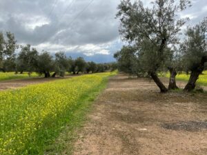 olivar con una clara linea separatoria entre la hierba y el olivo