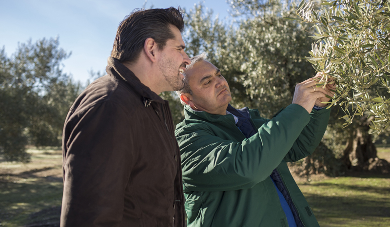 Trabajadores de Franciscotoro revisando olivos
